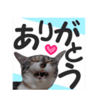 毎日使える＊猫スタンプ（個別スタンプ：5）