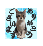 毎日使える＊猫スタンプ（個別スタンプ：6）