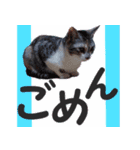 毎日使える＊猫スタンプ（個別スタンプ：7）