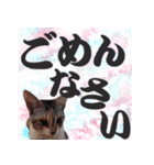 毎日使える＊猫スタンプ（個別スタンプ：8）