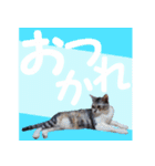 毎日使える＊猫スタンプ（個別スタンプ：11）