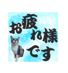 毎日使える＊猫スタンプ（個別スタンプ：12）