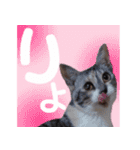 毎日使える＊猫スタンプ（個別スタンプ：13）