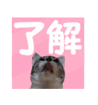 毎日使える＊猫スタンプ（個別スタンプ：14）