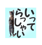 毎日使える＊猫スタンプ（個別スタンプ：16）