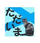 毎日使える＊猫スタンプ（個別スタンプ：17）