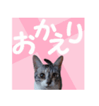 毎日使える＊猫スタンプ（個別スタンプ：18）