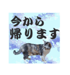 毎日使える＊猫スタンプ（個別スタンプ：19）