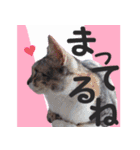 毎日使える＊猫スタンプ（個別スタンプ：20）