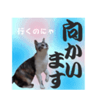 毎日使える＊猫スタンプ（個別スタンプ：21）