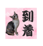 毎日使える＊猫スタンプ（個別スタンプ：22）