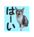 毎日使える＊猫スタンプ（個別スタンプ：23）