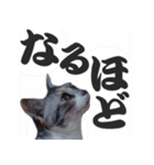 毎日使える＊猫スタンプ（個別スタンプ：24）