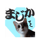 毎日使える＊猫スタンプ（個別スタンプ：25）