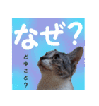 毎日使える＊猫スタンプ（個別スタンプ：26）