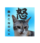 毎日使える＊猫スタンプ（個別スタンプ：28）