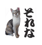 毎日使える＊猫スタンプ（個別スタンプ：29）