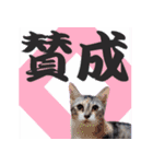 毎日使える＊猫スタンプ（個別スタンプ：30）