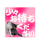 毎日使える＊猫スタンプ（個別スタンプ：32）