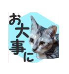 毎日使える＊猫スタンプ（個別スタンプ：33）