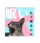 毎日使える＊猫スタンプ（個別スタンプ：34）