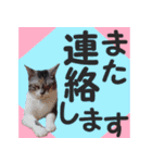 毎日使える＊猫スタンプ（個別スタンプ：35）