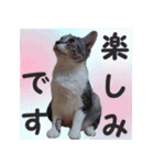 毎日使える＊猫スタンプ（個別スタンプ：37）