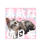 毎日使える＊猫スタンプ（個別スタンプ：38）