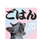 毎日使える＊猫スタンプ（個別スタンプ：39）