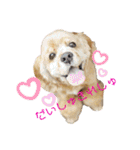 保護犬のアメコカまくらちゃん（個別スタンプ：1）