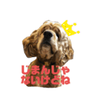 保護犬のアメコカまくらちゃん（個別スタンプ：4）