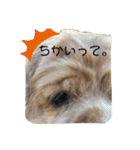 保護犬のアメコカまくらちゃん（個別スタンプ：5）