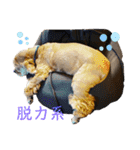 保護犬のアメコカまくらちゃん（個別スタンプ：6）