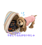 保護犬のアメコカまくらちゃん（個別スタンプ：7）
