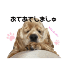 保護犬のアメコカまくらちゃん（個別スタンプ：9）