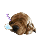 保護犬のアメコカまくらちゃん（個別スタンプ：10）