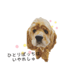 保護犬のアメコカまくらちゃん（個別スタンプ：11）