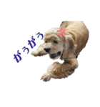 保護犬のアメコカまくらちゃん（個別スタンプ：13）