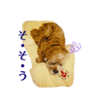 保護犬のアメコカまくらちゃん（個別スタンプ：14）