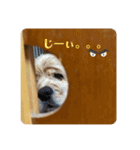 保護犬のアメコカまくらちゃん（個別スタンプ：15）