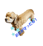 保護犬のアメコカまくらちゃん（個別スタンプ：16）