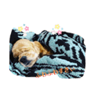 保護犬のアメコカまくらちゃん（個別スタンプ：17）