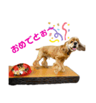 保護犬のアメコカまくらちゃん（個別スタンプ：18）
