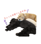 保護犬のアメコカまくらちゃん（個別スタンプ：20）