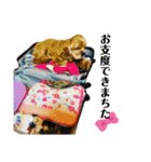 保護犬のアメコカまくらちゃん（個別スタンプ：22）