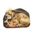 保護犬のアメコカまくらちゃん（個別スタンプ：23）