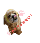 保護犬のアメコカまくらちゃん（個別スタンプ：24）