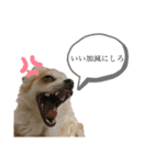 うちのちゃろちゃん③（個別スタンプ：5）