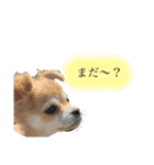 うちのちゃろちゃん③（個別スタンプ：7）