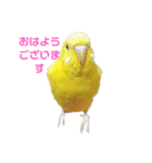 インコ＆インコ（個別スタンプ：1）